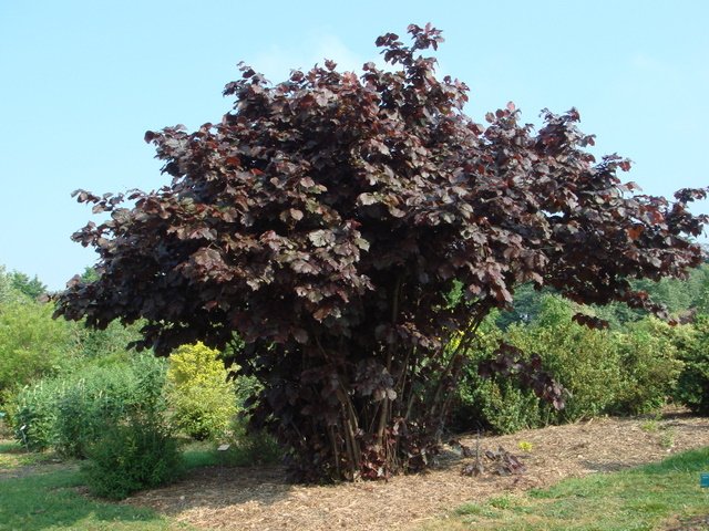 Corylus maxima 'Purpurea' P18 P21